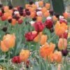 Harmonie De Tulipes Lumiere -Jardin Parfait Soldes 2024 harmonie lumiere 64740 1
