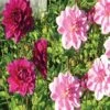 Harmonie Dahlias Tendresse 2 Harmonie Dahlias Tendresse -Jardin Parfait Soldes 2024 harmonie tendresse 375 1