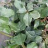 Lierre De Colchide - Hedera Colchica Arborescens (Fall Favorite) 2 Lierre De Colchide - Hedera Colchica Arborescens (Fall Favorite) -Jardin Parfait Soldes 2024 hedera colchica arborescens fall favorite 20cm en pot de3l 86129 1