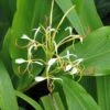 Hedychium Spicatum 1 Hedychium Spicatum -Jardin Parfait Soldes 2024 hedychium spicatum 6796 1