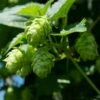 Houblon Vert - Humulus Lupulus Magnum 2 Houblon Vert - Humulus Lupulus Magnum -Jardin Parfait Soldes 2024 humulus lupulus magnum 66835 2 1