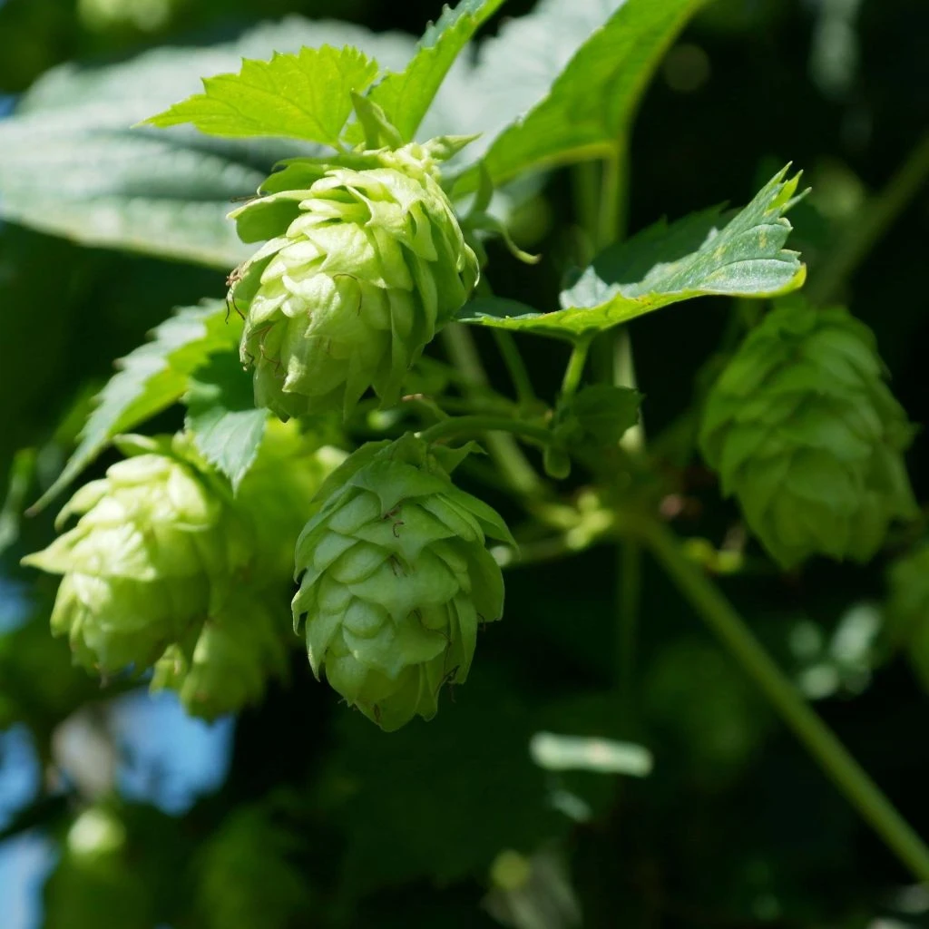 Houblon Vert - Humulus Lupulus Magnum 3 Houblon Vert - Humulus Lupulus Magnum