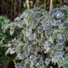 Hortensia Grimpant - Hydrangea Petiolaris Silver Lining 2 Hortensia Grimpant - Hydrangea Petiolaris Silver Lining -Jardin Parfait Soldes 2024 hydrangea petiolaris silver lining 813003 3