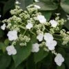 Hortensia Grimpant - Hydrangea Semiola 1 Hortensia Grimpant - Hydrangea Semiola -Jardin Parfait Soldes 2024 hydrangea semiola 67844 1
