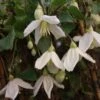 Clématite - Clematis Cirrhosa Jingle Bells 1 Clématite - Clematis Cirrhosa Jingle Bells -Jardin Parfait Soldes 2024 ilex aquifolium silver queen 87278 1