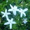 Jasmin Des Açores - Jasminum Azoricum -Jardin Parfait Soldes 2024 jasminum azoricum 83639 5