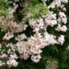 Jasmin - Jasminum Polyanthum -Jardin Parfait Soldes 2024 jasminum polyanthum 80029 1