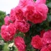 Rosier Grimpant Rosarium Uetersen 2 Rosier Grimpant Rosarium Uetersen -Jardin Parfait Soldes 2024 rosarium uetersen 712842 3