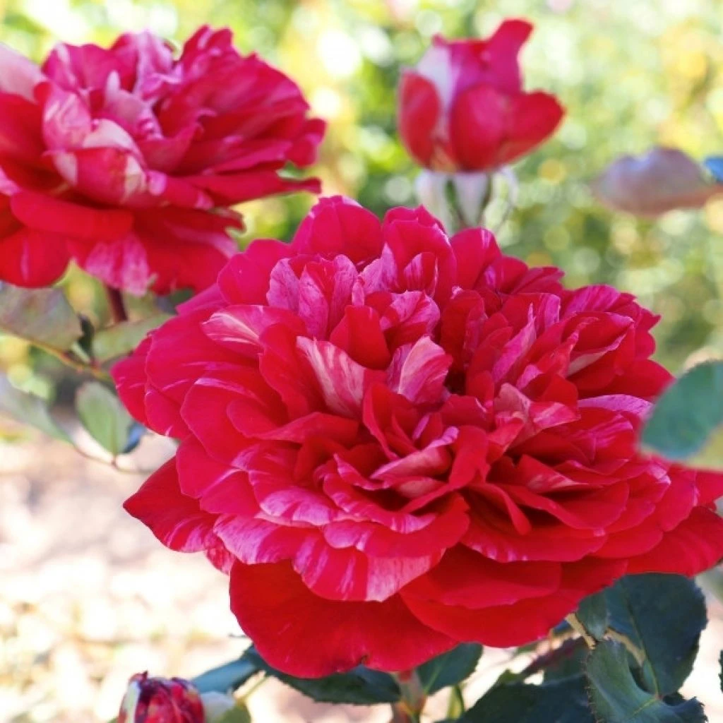 Rosier à Grandes Fleurs Berthe Morisot 3 Rosier à Grandes Fleurs Berthe Morisot