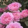 Rosier à Grandes Fleurs Borneo Odore -Jardin Parfait Soldes 2024 rosier a grandes fleurs borneo odore 857842 1