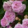 Rosier Ancien Pink Ghislaine De Féligonde 2 Rosier Ancien Pink Ghislaine De Féligonde -Jardin Parfait Soldes 2024 rosier ancien pink ghislaine de feligonde 85821 1