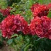 Rosier Arbustif La Reine De La Nuit 2 Rosier Arbustif La Reine De La Nuit -Jardin Parfait Soldes 2024 rosier arbustif reine de la nuit en racines nues 85817 1