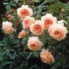 Rosier David Austin A Shropshire Lad 1 Rosier David Austin A Shropshire Lad -Jardin Parfait Soldes 2024 rosier david austin a shropshire lad 665312 1