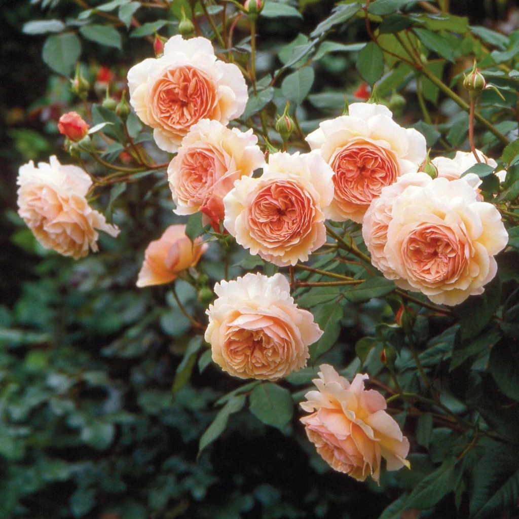 Rosier David Austin A Shropshire Lad 2 Rosier David Austin A Shropshire Lad