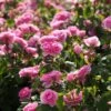 Rosier David Austin Gertrude Jekyll -Jardin Parfait Soldes 2024 rosier david austin gertrude jekyll 665072
