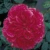 Rosier Anglais David Austin Fragrant Old Purple -Jardin Parfait Soldes 2024 rosier fragant old purple 71403 1