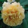 Rosier Ancien Fragrant Old Yellow 1 Rosier Ancien Fragrant Old Yellow -Jardin Parfait Soldes 2024 rosier fragant old yellow 771501 1