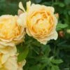Rosier David Austin Golden Celebration -Jardin Parfait Soldes 2024 rosier golden celebration 66521 1