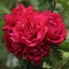 Rosier Grimpant Blaze Superior (Blaze Improved, Demokracie) 2 Rosier Grimpant Blaze Superior (Blaze Improved, Demokracie) -Jardin Parfait Soldes 2024 rosier grimpant blaze superior 15619 1