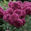 Rosier Grimpant Crimson Shower 2 Rosier Grimpant Crimson Shower -Jardin Parfait Soldes 2024 rosier grimpant crimson shower 659822 1
