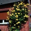Rosier Grimpant Golden Showers -Jardin Parfait Soldes 2024 rosier grimpant golden showers 169952 1