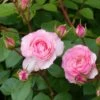 Rosier Grimpant Mini Eden Rose -Jardin Parfait Soldes 2024 rosier grimpant mini eden rose 657872 1