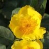 Rosier Nain Lemon Fizz -Jardin Parfait Soldes 2024 rosier nain lemon fizz 855882 1