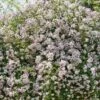Rosier Liane Paul's Himalayan Musk 1 Rosier Liane Paul's Himalayan Musk -Jardin Parfait Soldes 2024 rosier paul himalayan musk 771550 1