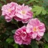Rosier Rugosa Thérèse Bugnet -Jardin Parfait Soldes 2024 rosier rugosa therese bugnet 169922 1