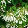 Schizophragma Integrifolia - Hydrangée à Feuilles Entières 1 Schizophragma Integrifolia - Hydrangée à Feuilles Entières -Jardin Parfait Soldes 2024 schizophragma integrifolia 67800 1