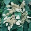 Schizophragma Hydrangeoides Moonlight 1 Schizophragma Hydrangeoides Moonlight -Jardin Parfait Soldes 2024 schizophragma moonlight 771567 1