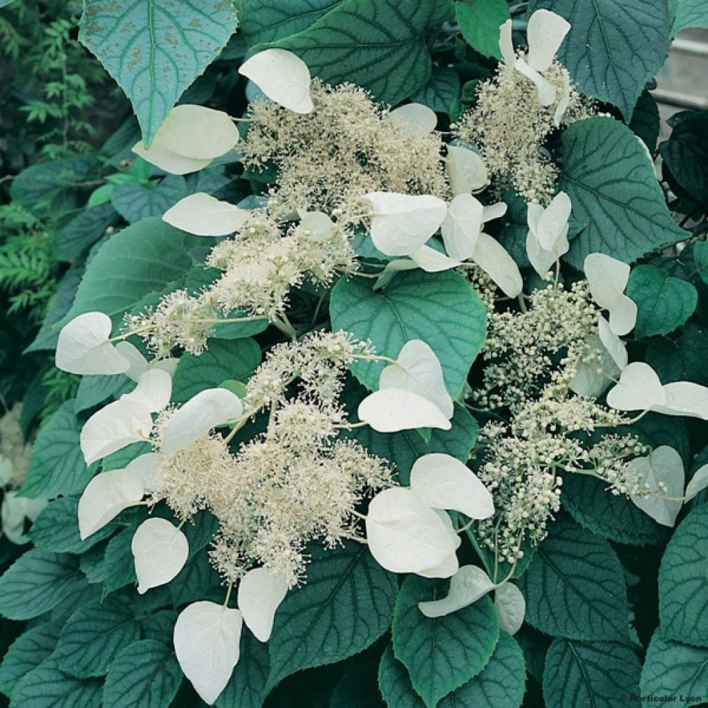 Schizophragma Hydrangeoides Moonlight 3 Schizophragma Hydrangeoides Moonlight