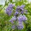 Solanum Crispum Glasnevin 2 Solanum Crispum Glasnevin -Jardin Parfait Soldes 2024 solanum crispum glasnevin 80051 3