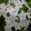 Solanum Jasminoides Album 1 Solanum Jasminoides Album -Jardin Parfait Soldes 2024 solanum jasminoides album 491544 3