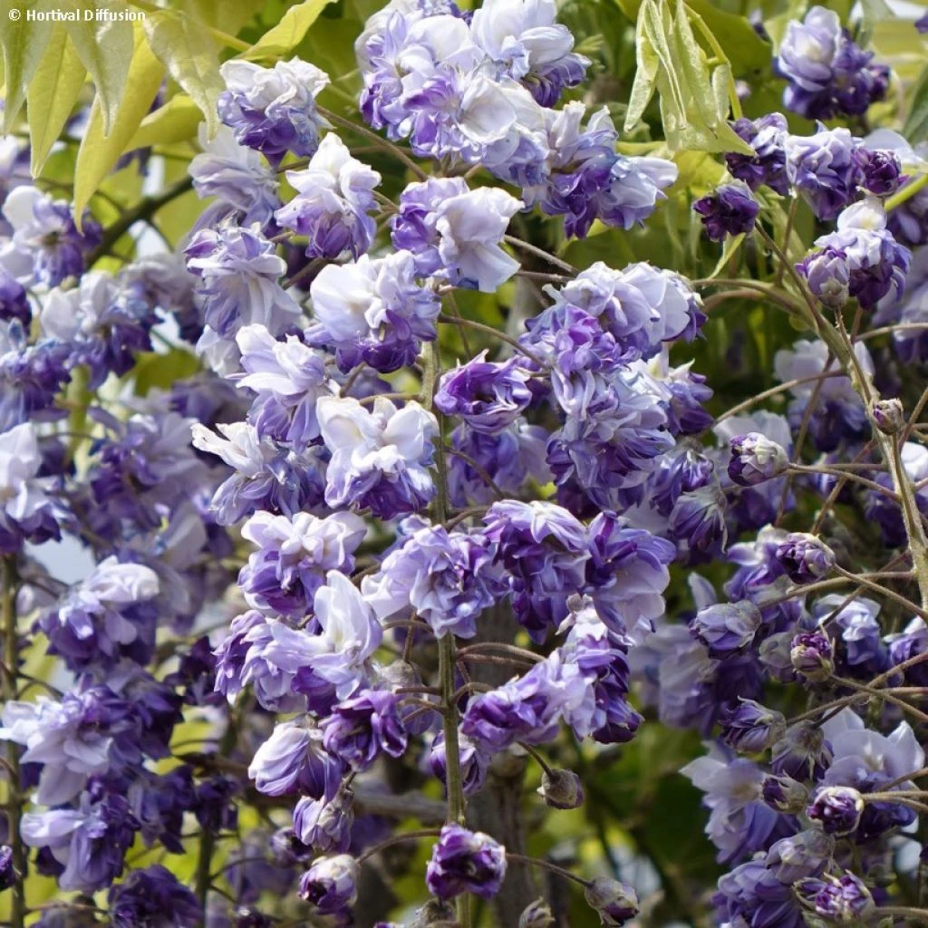 Glycine Grande Diva Cecilia - Wisteria (x) Venusta 3 Glycine Grande Diva Cecilia - Wisteria (x) Venusta