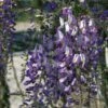 Glycine Du Japon - Wisteria Floribunda Domino Ou Issai 2 Glycine Du Japon - Wisteria Floribunda Domino Ou Issai -Jardin Parfait Soldes 2024 wisteria floribunda domino 771557 1