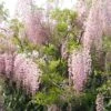 Glycine Du Japon - Wisteria Floribunda Honbeni (Rosea, Pink Ice) 2 Glycine Du Japon - Wisteria Floribunda Honbeni (Rosea, Pink Ice) -Jardin Parfait Soldes 2024 wisteria floribunda rosea 771556 1