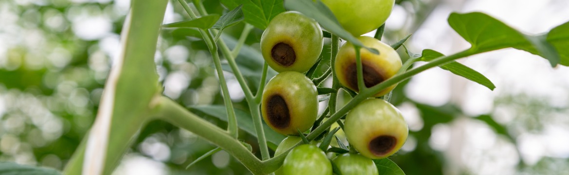 Jardin Parfait Soldes 2024 -Jardin Parfait Soldes 2024 banner405